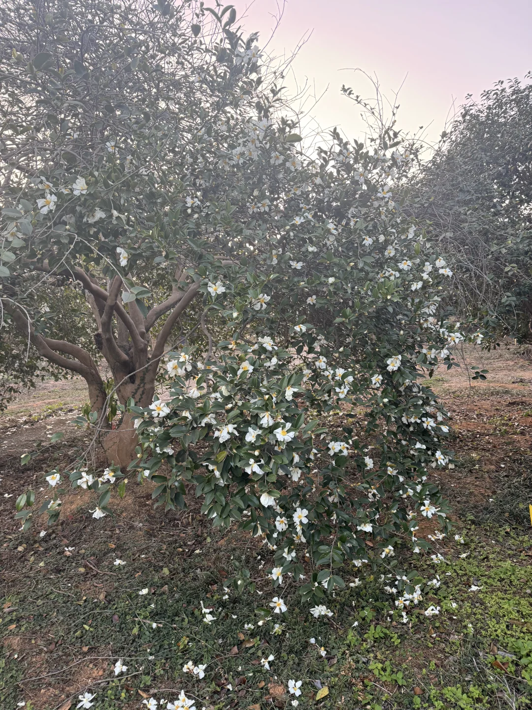 林科院里有什么