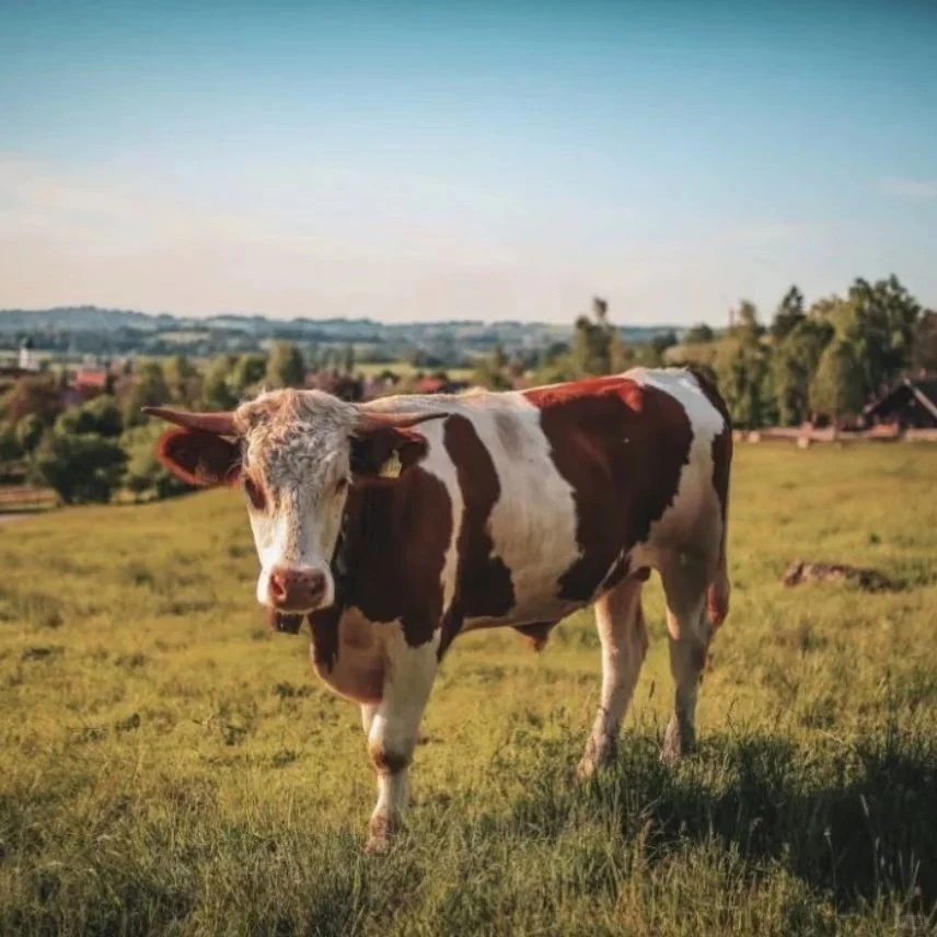 大量买牛，买西门塔尔大公牛