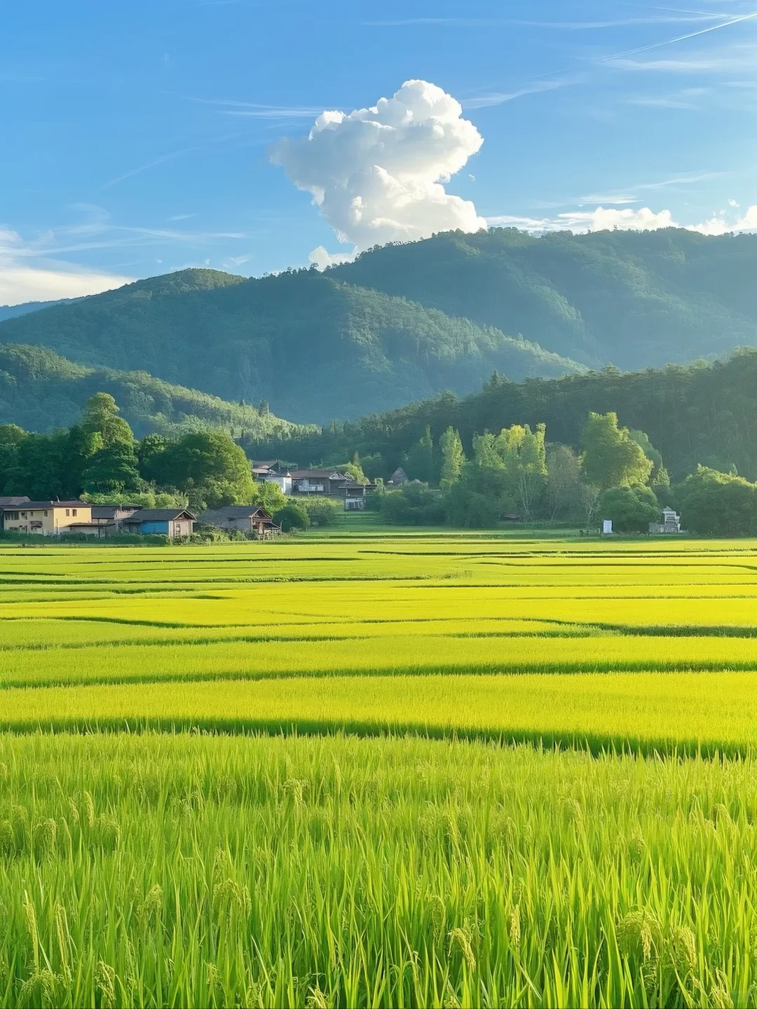 金秋稻浪，丰收在望，美丽的乡村风光