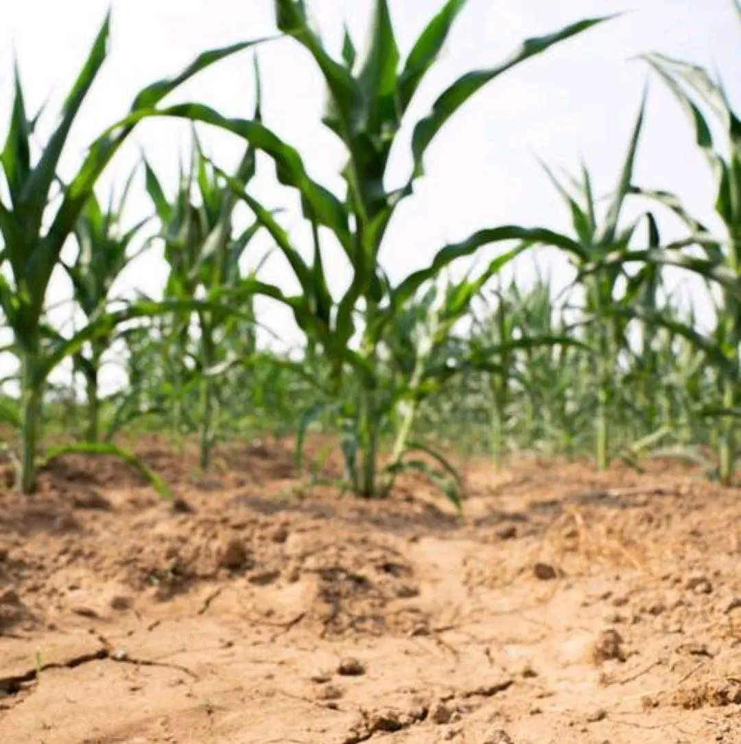 河南遭遇近25年以来最严重旱情 让人心疼！
