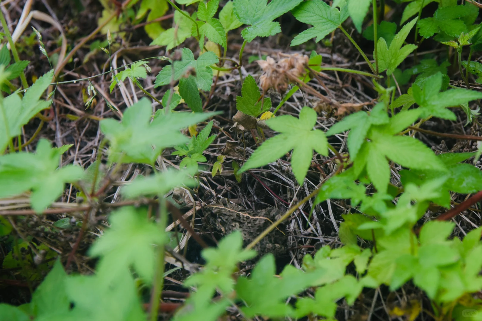 生态农场的机械困境：抢不过大户｜稻蚕共生