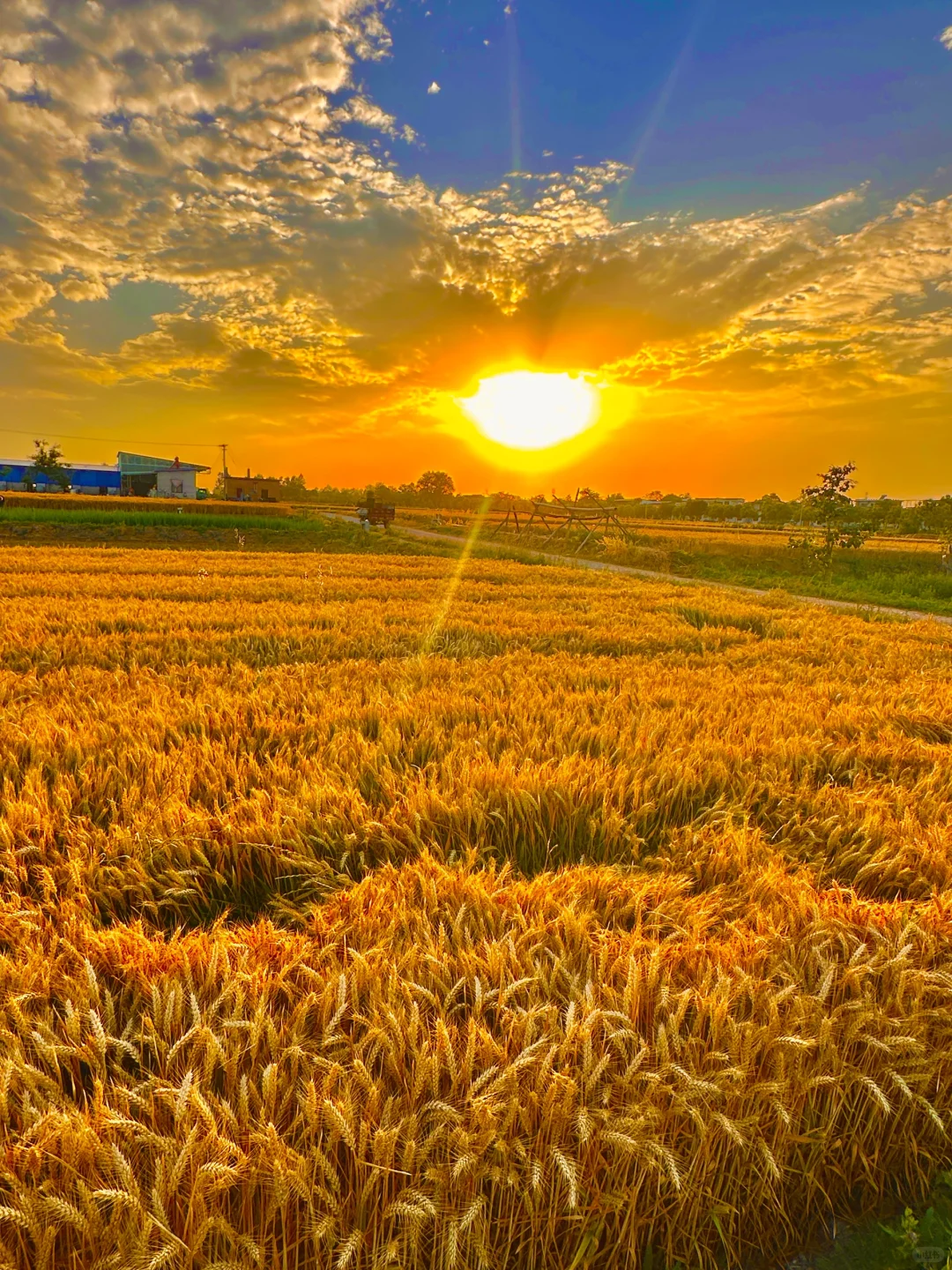 🌾🌾 金色麦浪 田野的色彩