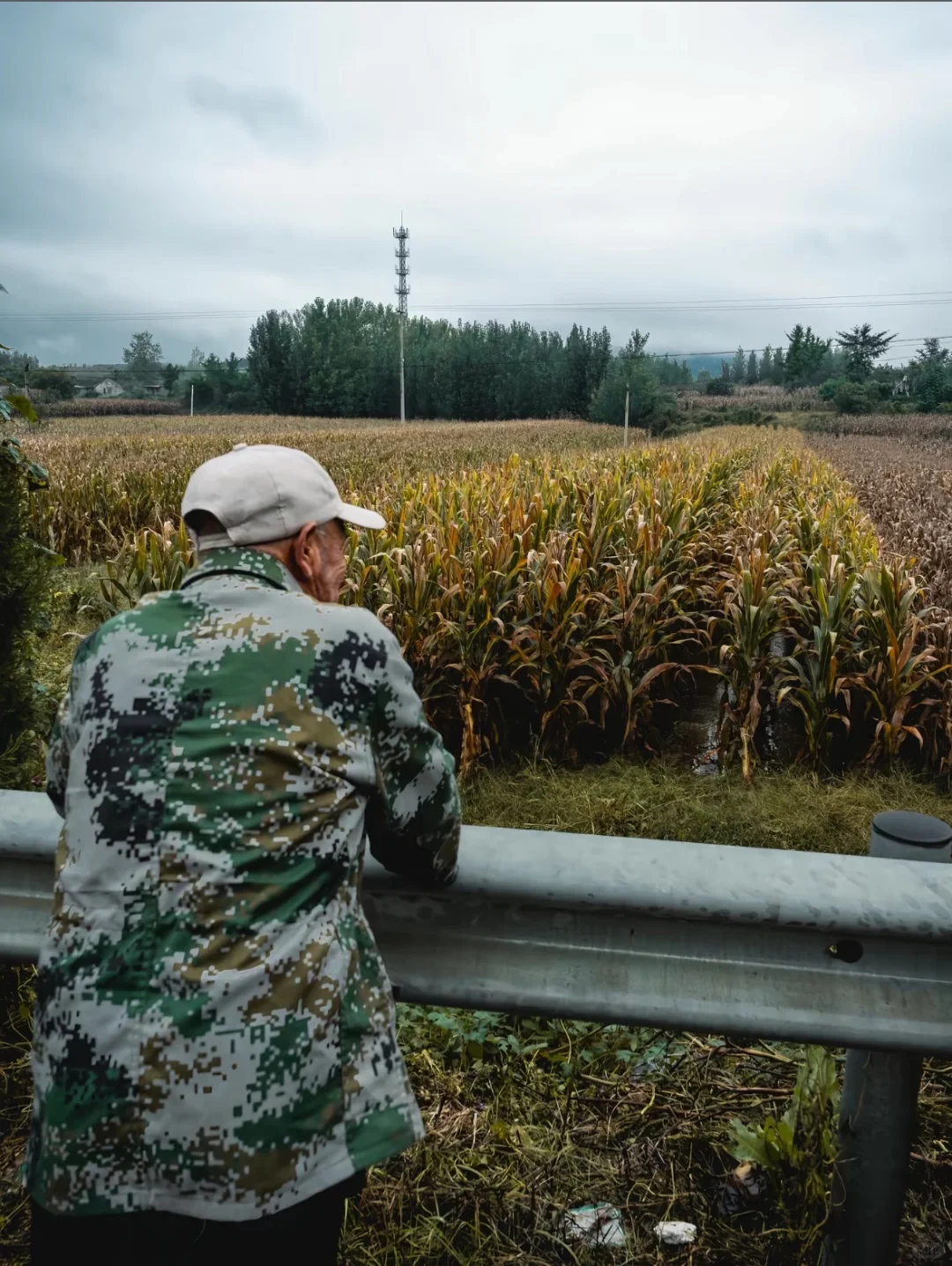 谁会想到这里会种玉米🌽