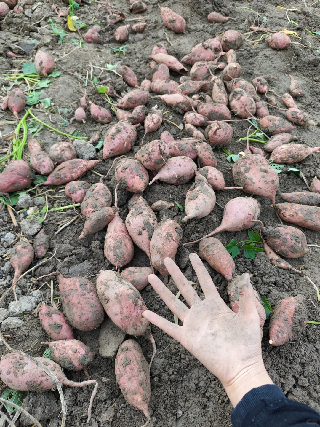 田园梦，我在上海浦江替大家试过了！