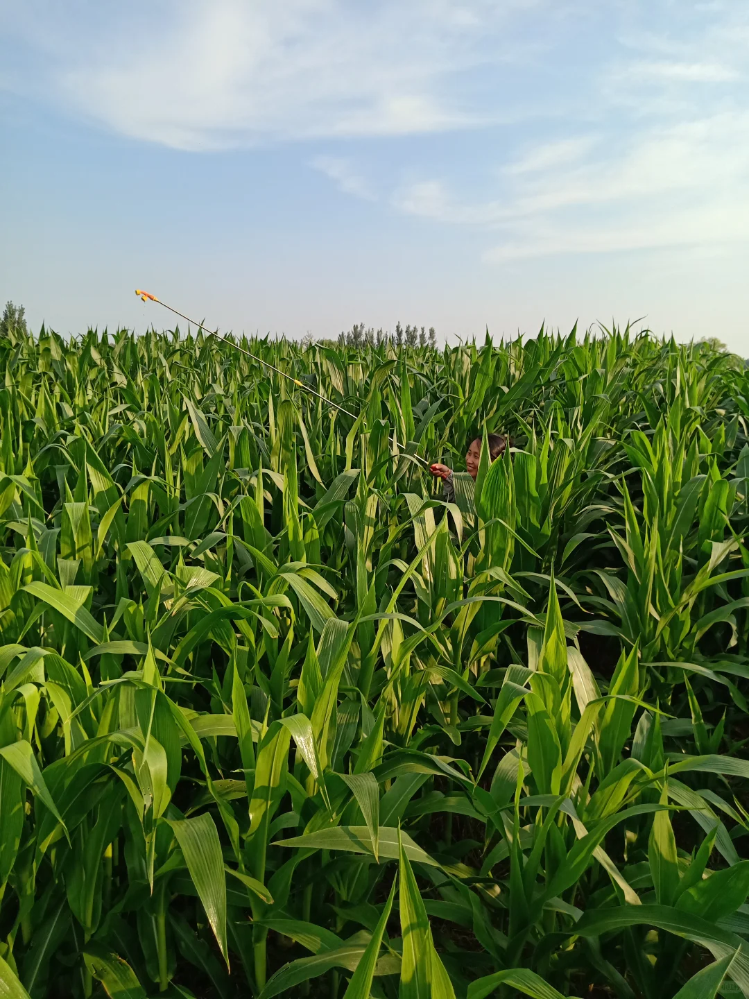 网上说种地已经成了中产们的新趋势