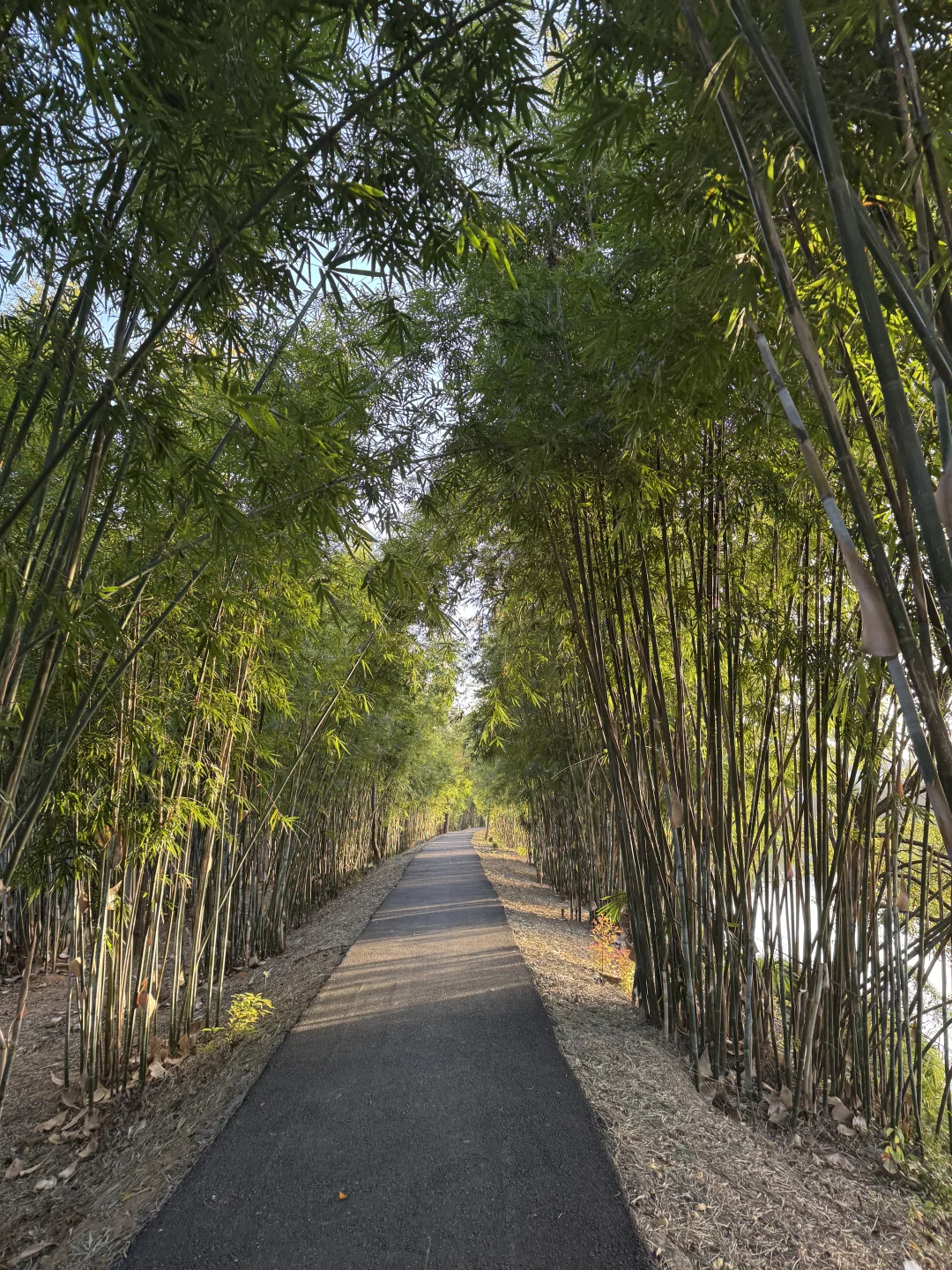 林科院里有什么