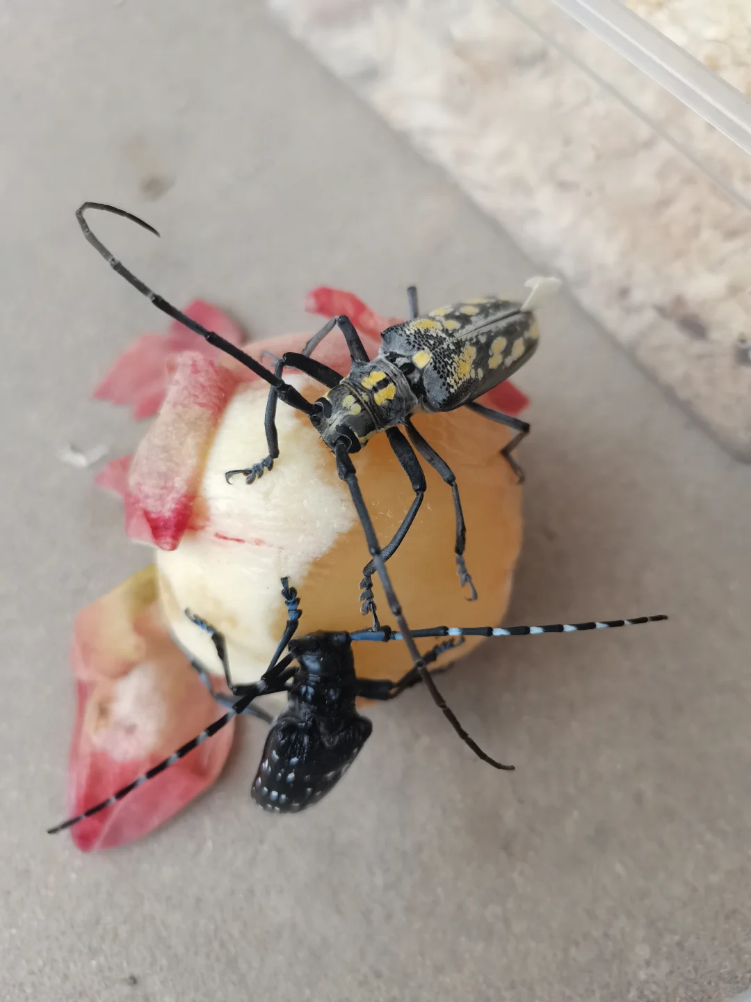 早知道超市十几块一斤，我就背回苏州卖了！