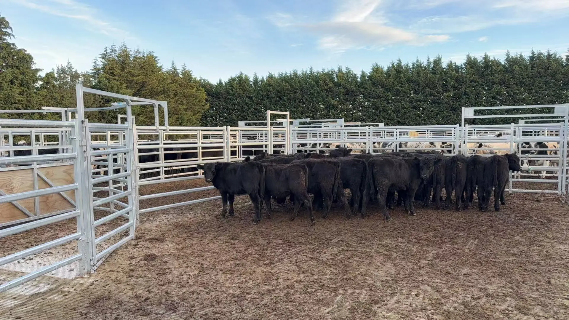 在新西兰做个牧场主的体验