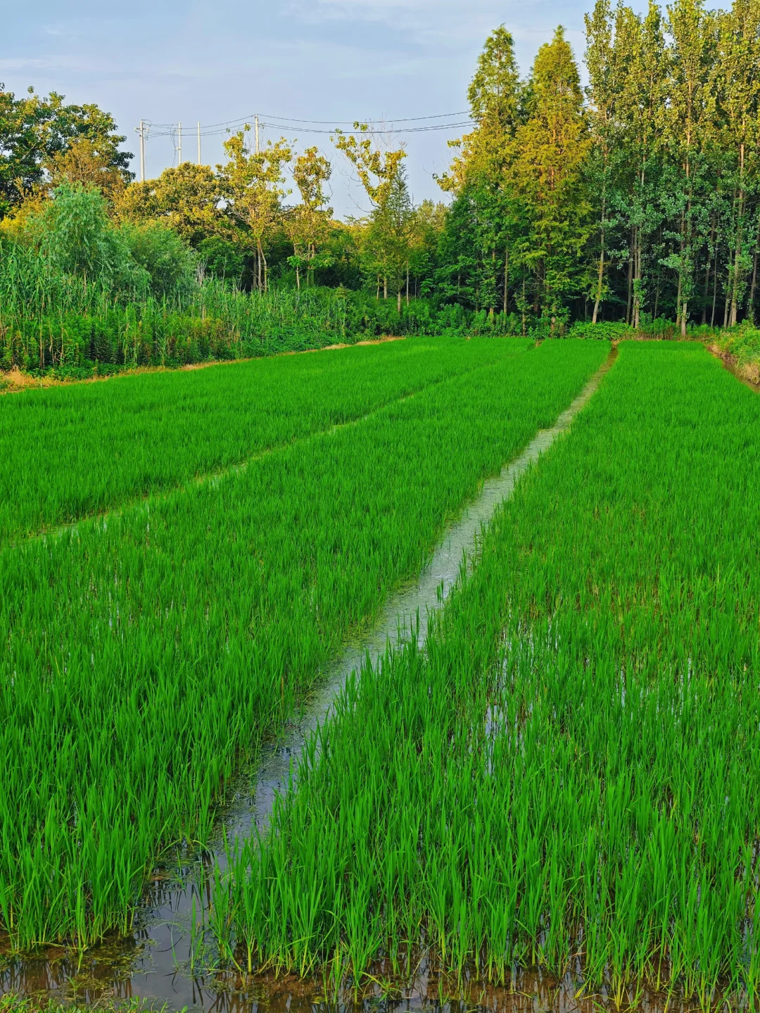 山居:七月的田野，远山、晨光、作物