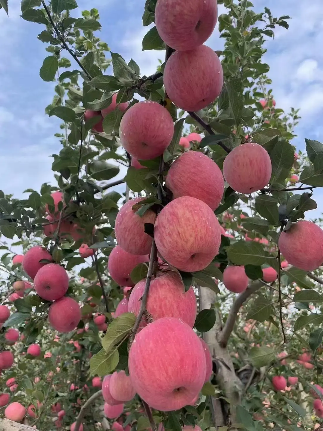 如果天道酬勤，那富起来的应该是农民🧑‍🌾