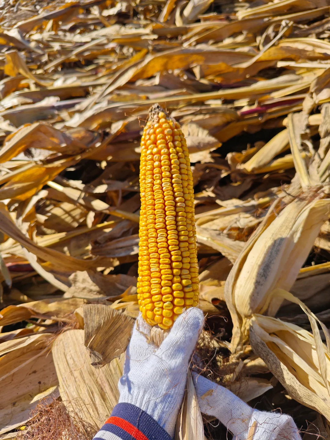 从掰苞米中学习到