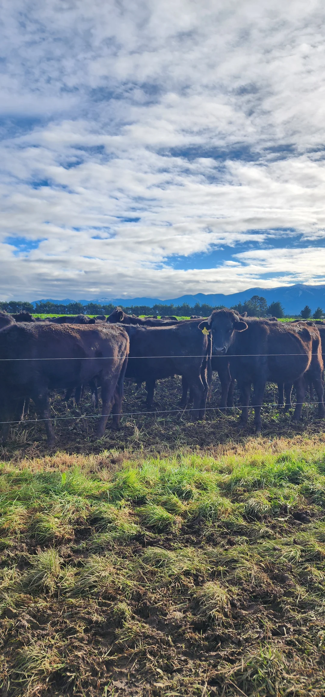 在新西兰做个牧场主的体验
