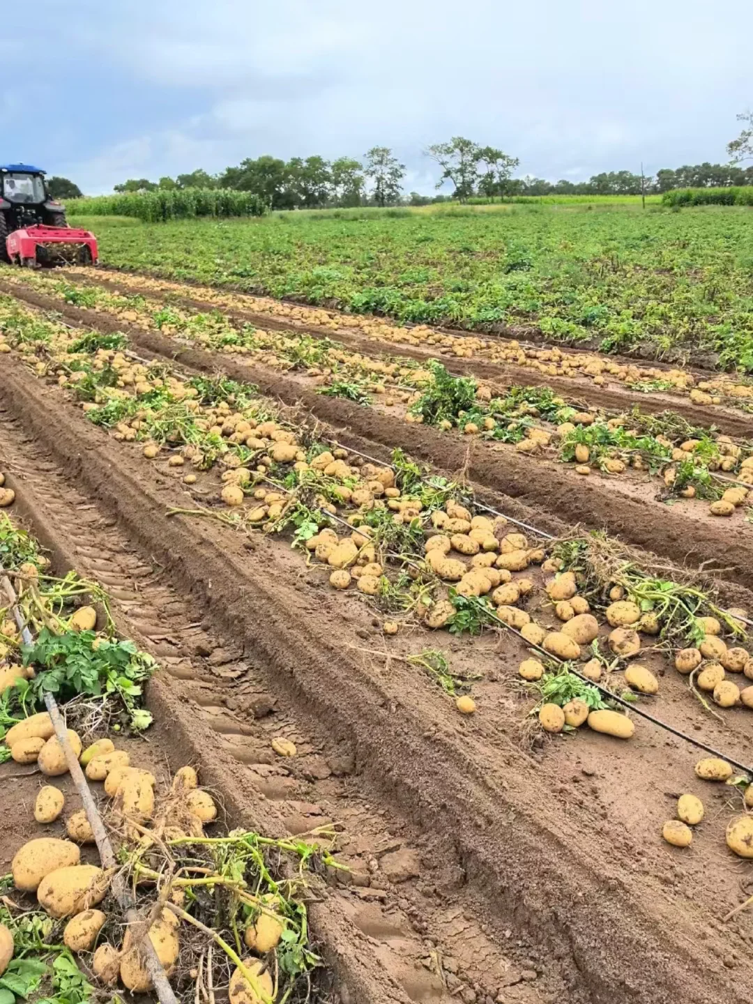 土豆都全部入库啦