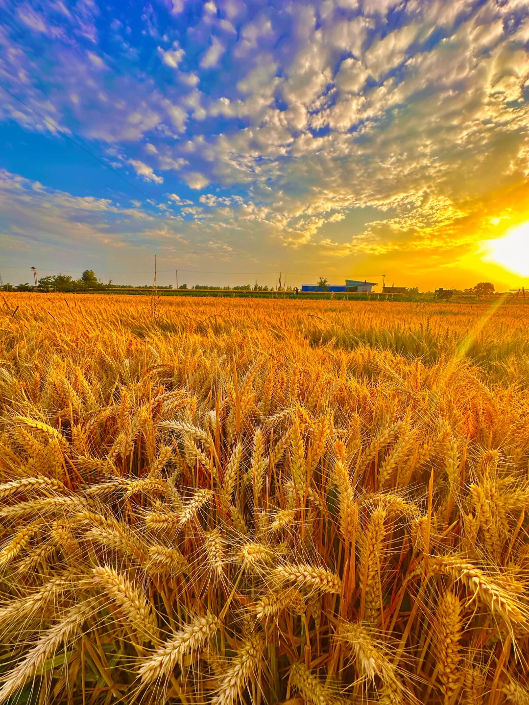 🌾🌾 金色麦浪 田野的色彩