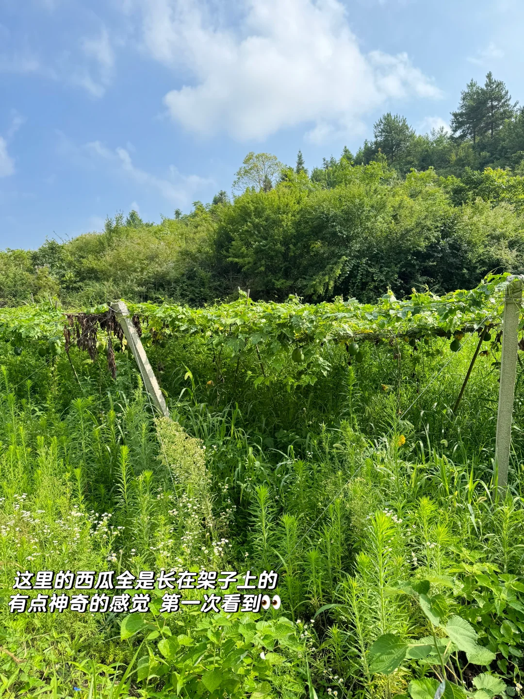 林业女研究生外业日常🧩