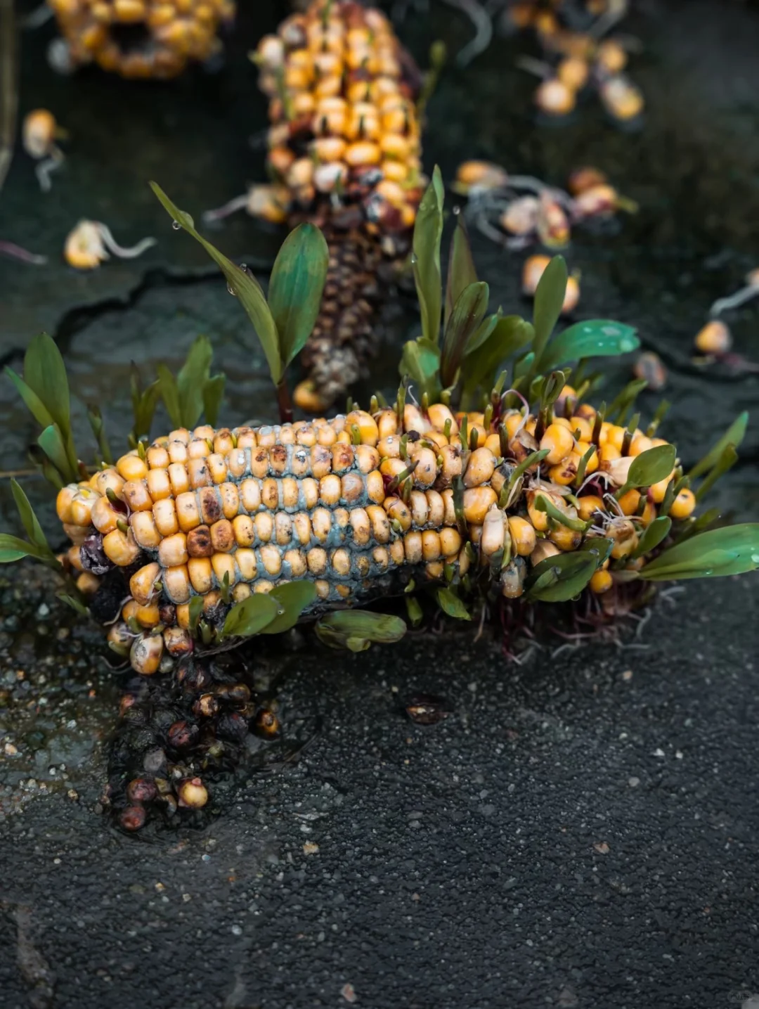 谁会想到这里会种玉米🌽