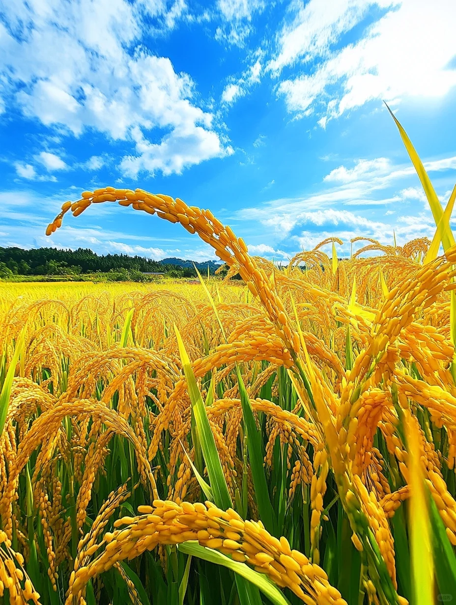 稻谷香里说丰年，稻谷飘香，五谷丰登！