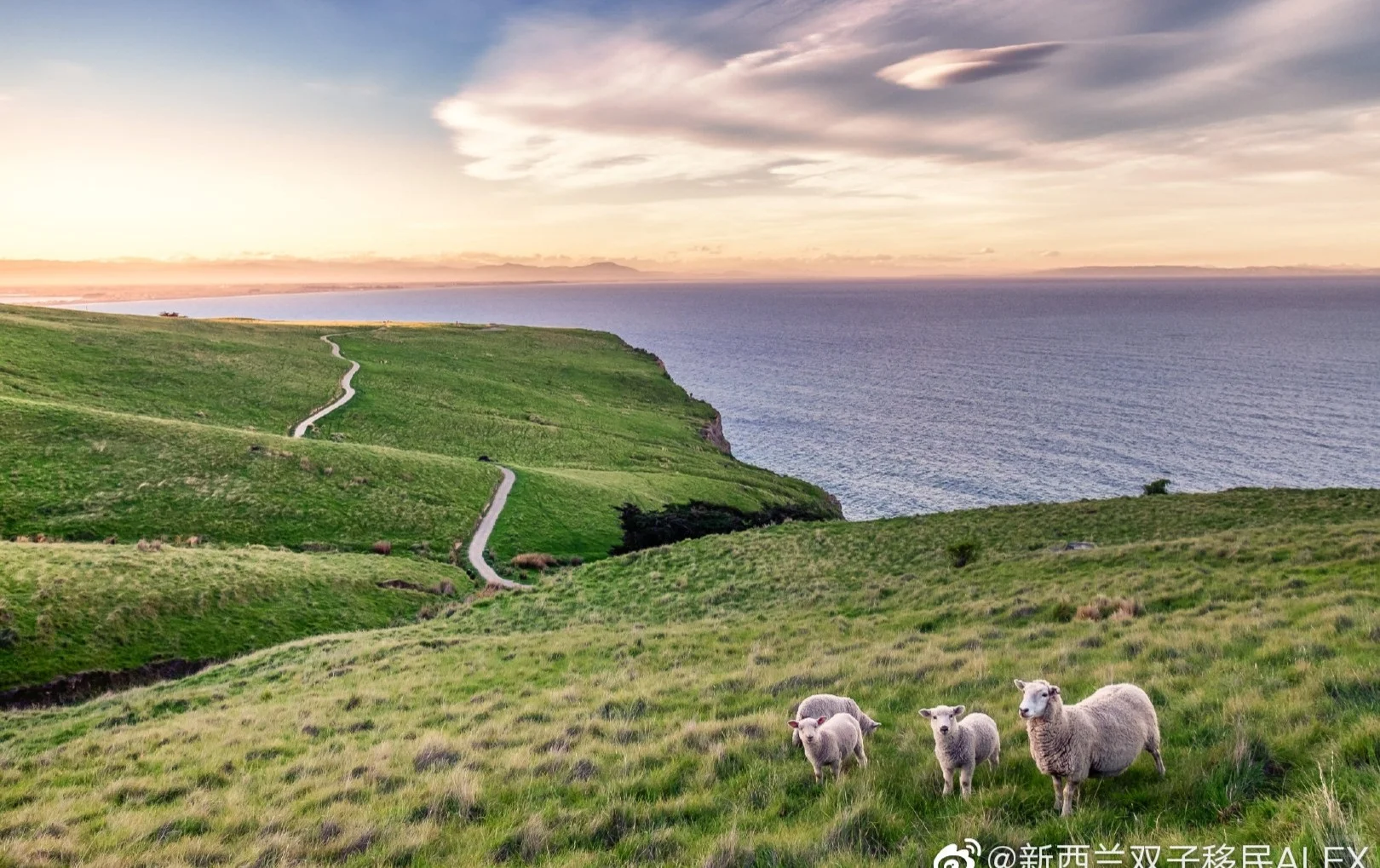 新西兰是一个羊比人多的国家
