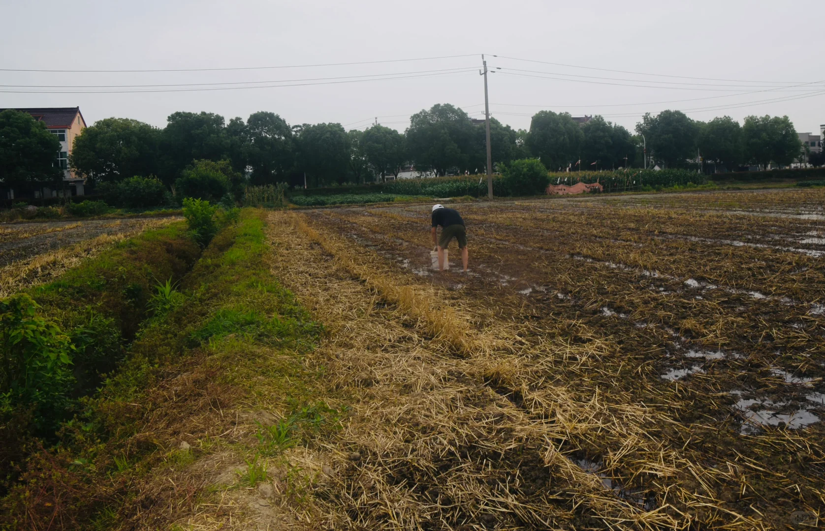 生态农场的机械困境：抢不过大户｜稻蚕共生