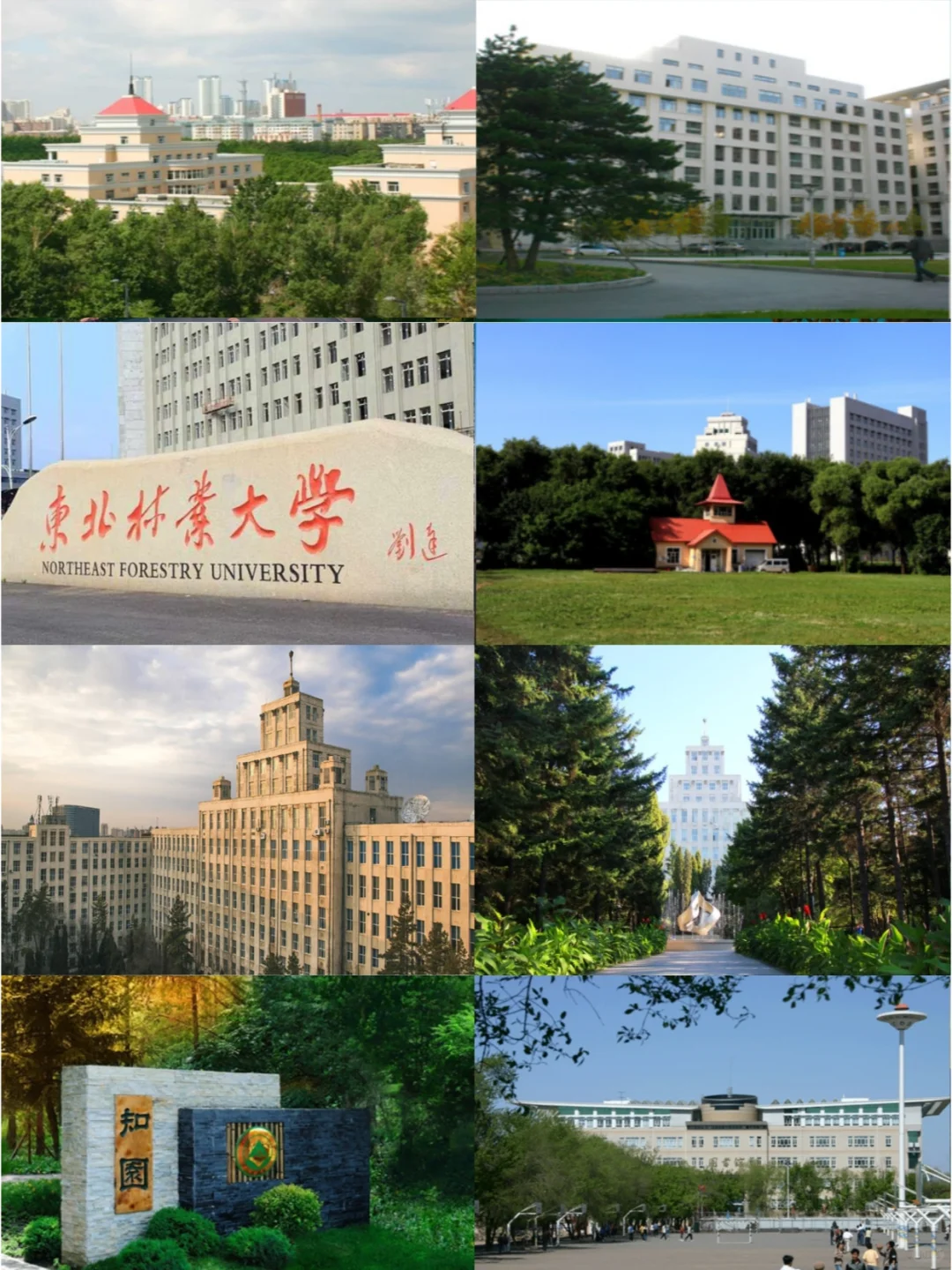 东北林业大学：绿意盎然，学术芬芳