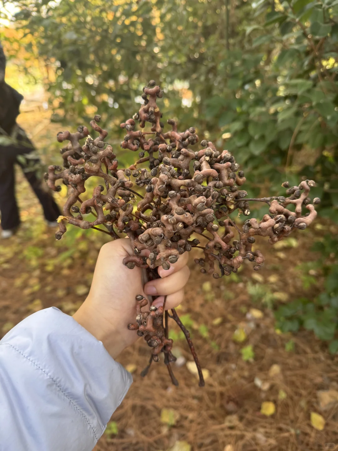 林科院里有什么