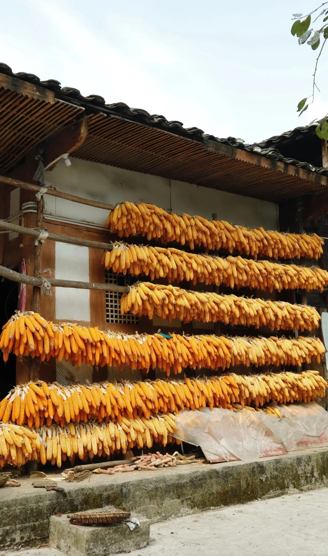 “ 不负秋光，好运满仓 … ” 丨...