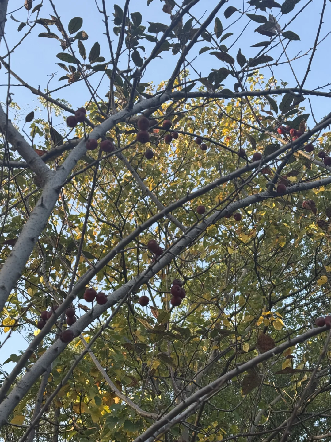 林科院里有什么