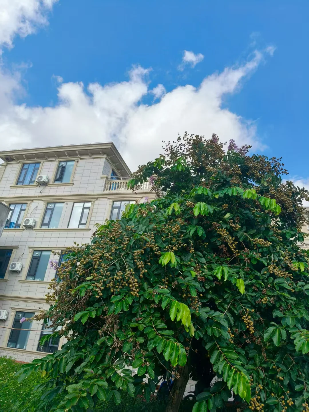 这么多果子能吃就好！