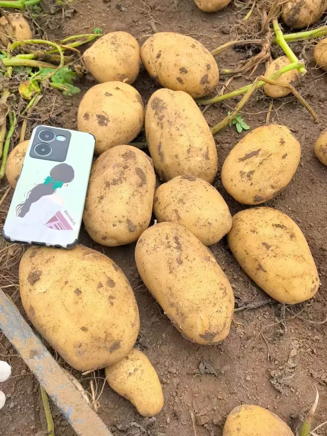 土豆都全部入库啦