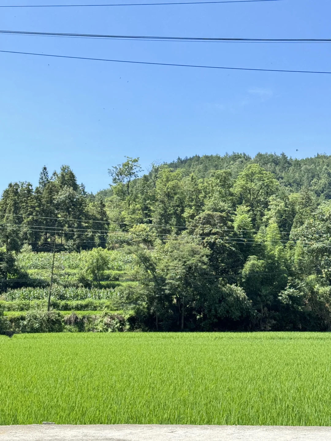 林业女研究生外业日常🧩