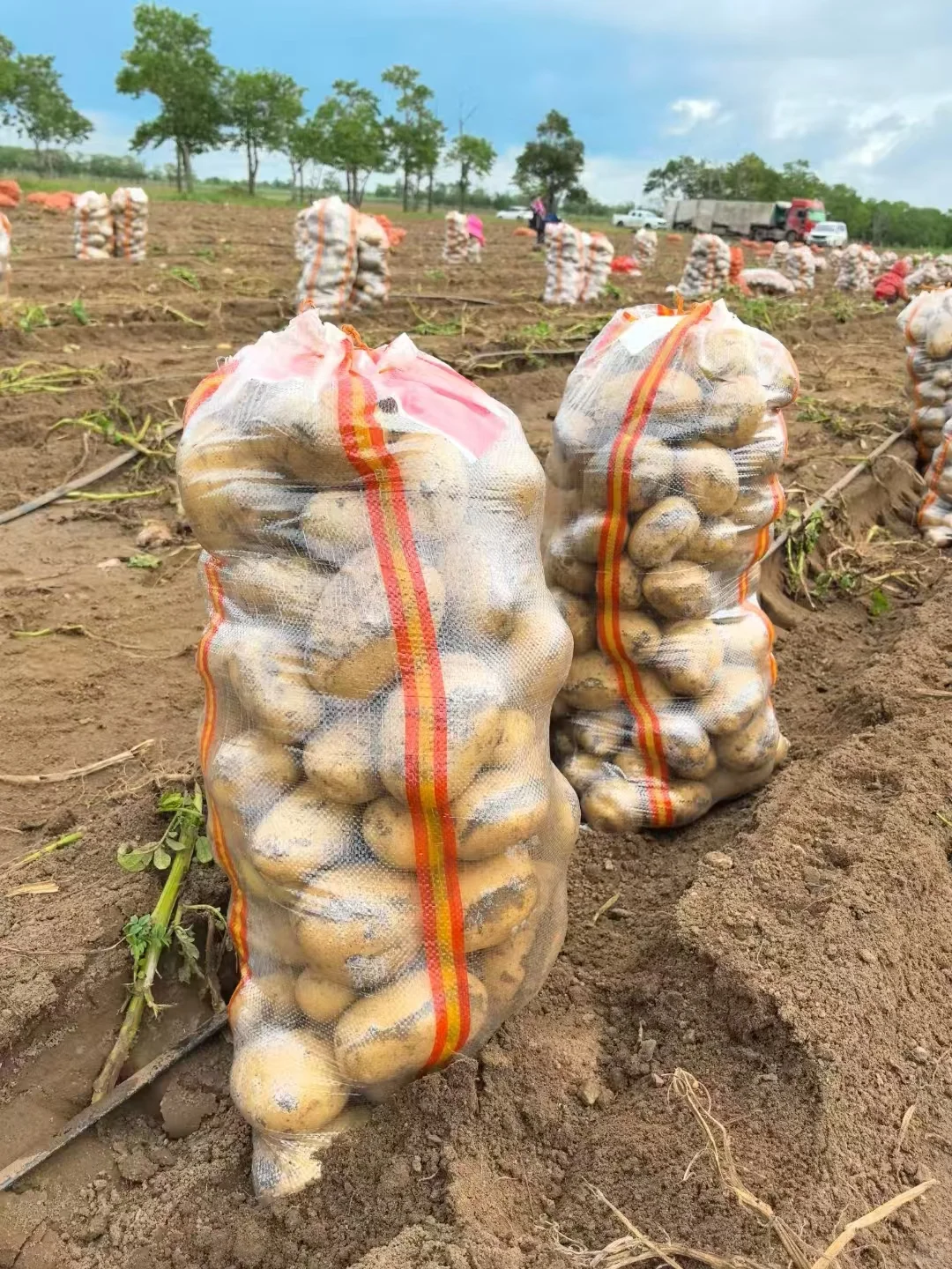 土豆都全部入库啦