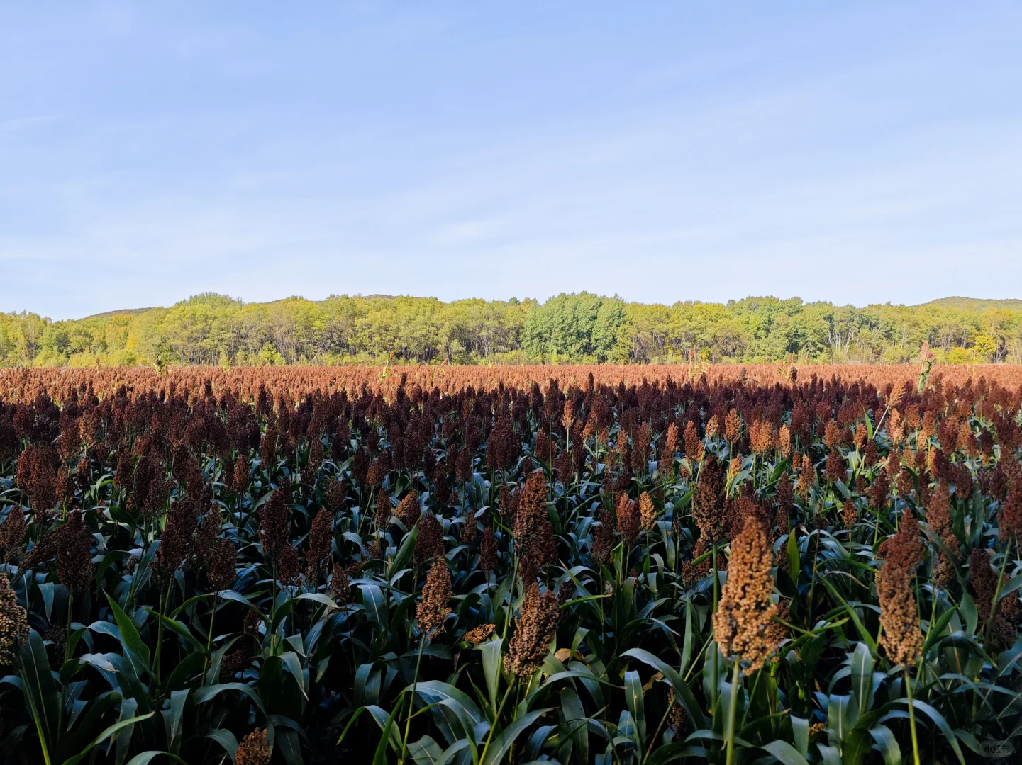 沃野千里，丰收在望