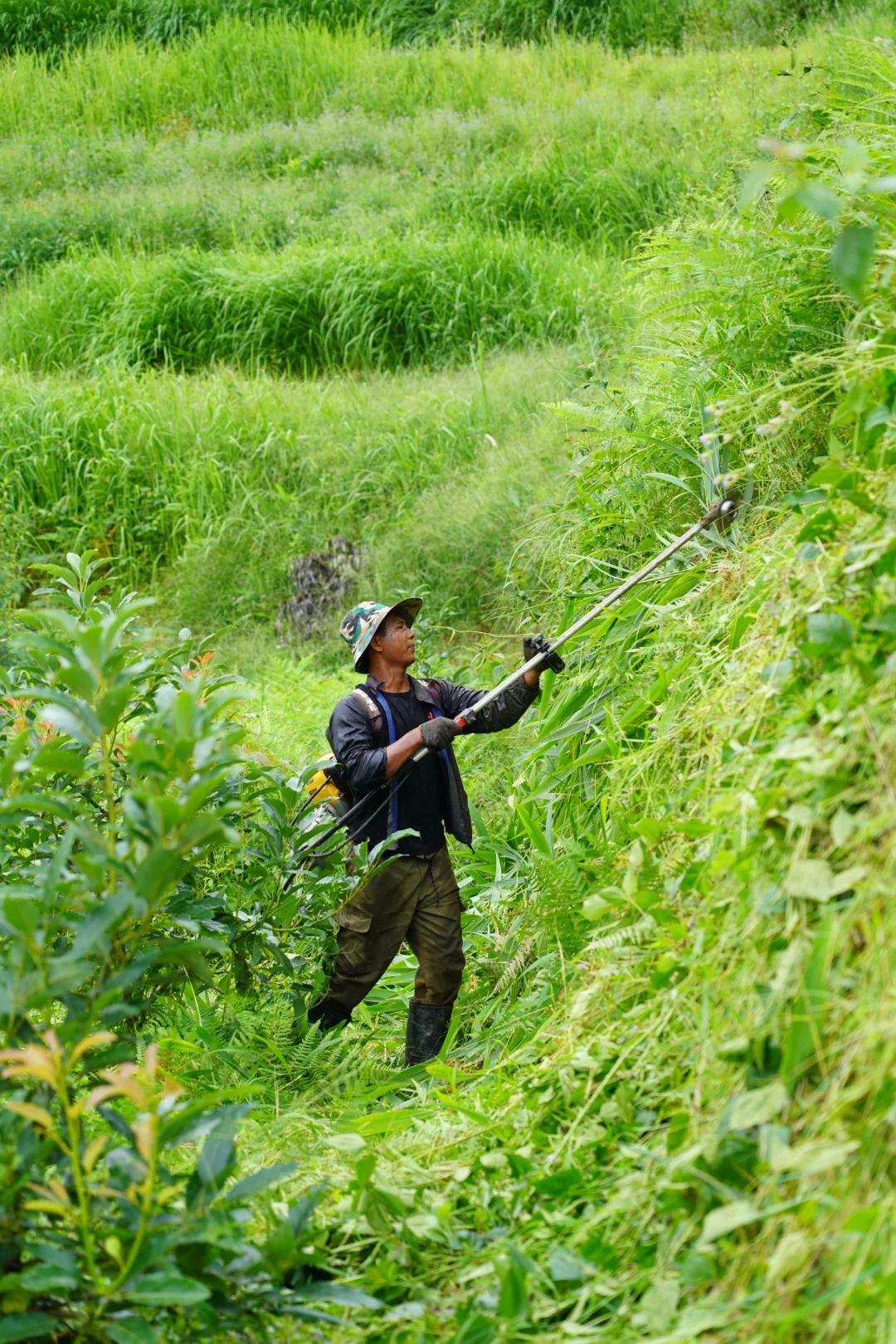 坚持人工除草！是新农人的第一步坚守……