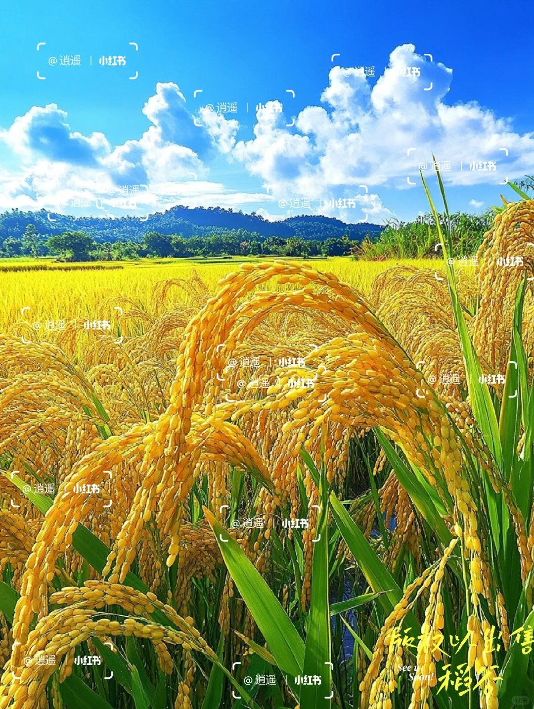 稻谷香里说丰年，稻谷飘香，五谷丰登！
