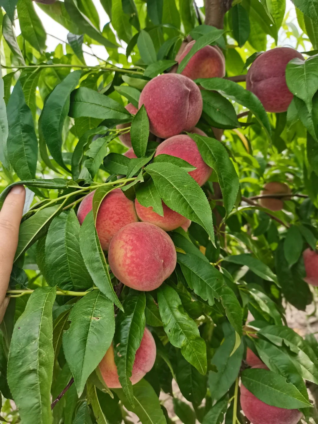 早知道超市十几块一斤，我就背回苏州卖了！