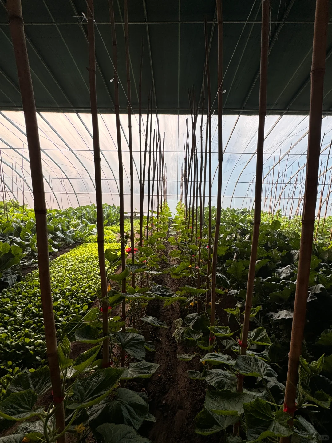 十二月也要加油哦