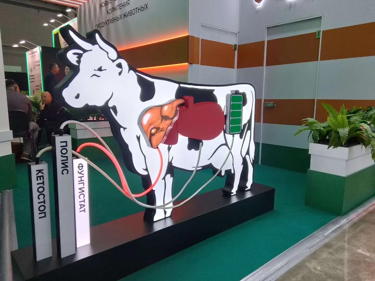 🇷🇺俄罗斯翻译日常-畜牧展🐮