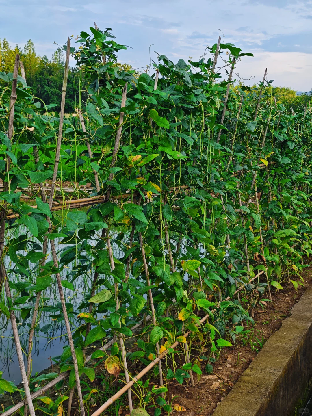 山居:七月的田野，远山、晨光、作物