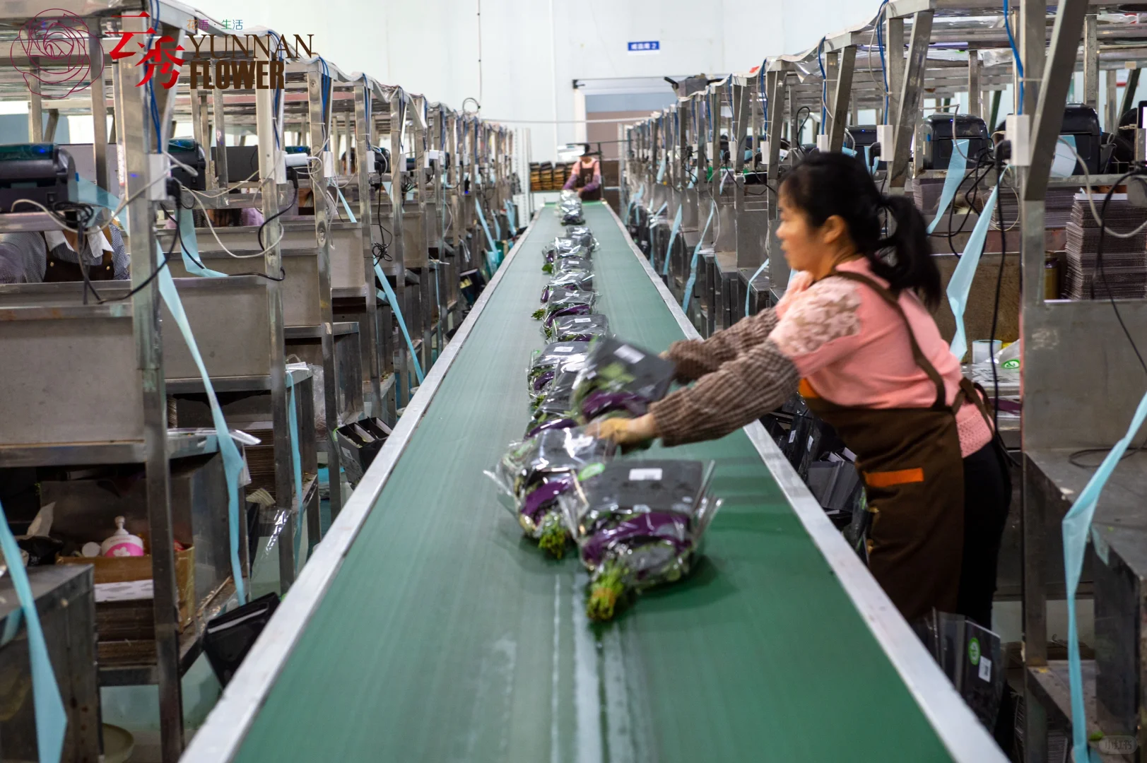 设施农业下盛开的云南鲜花-采后加工篇