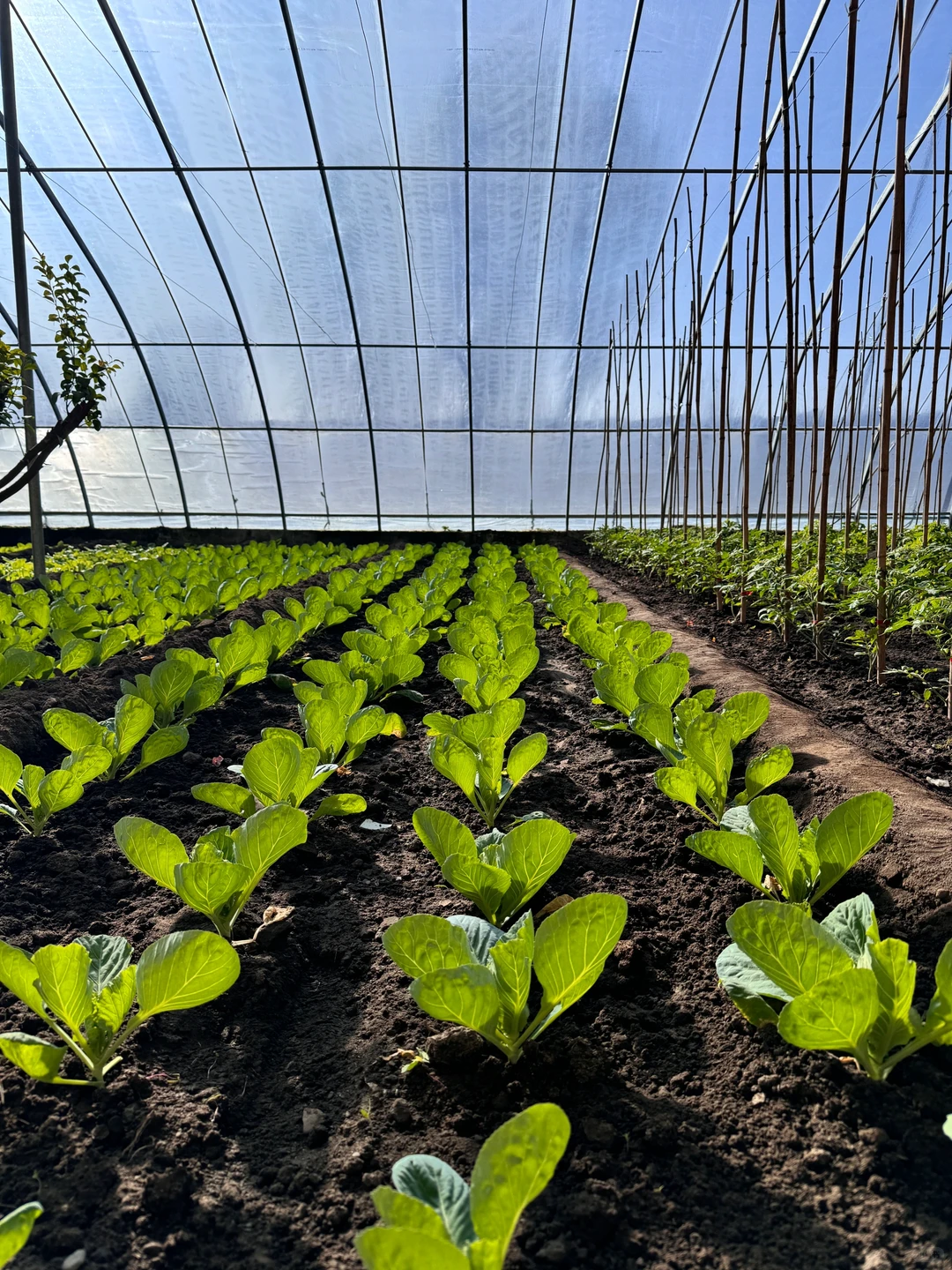 十二月也要加油哦