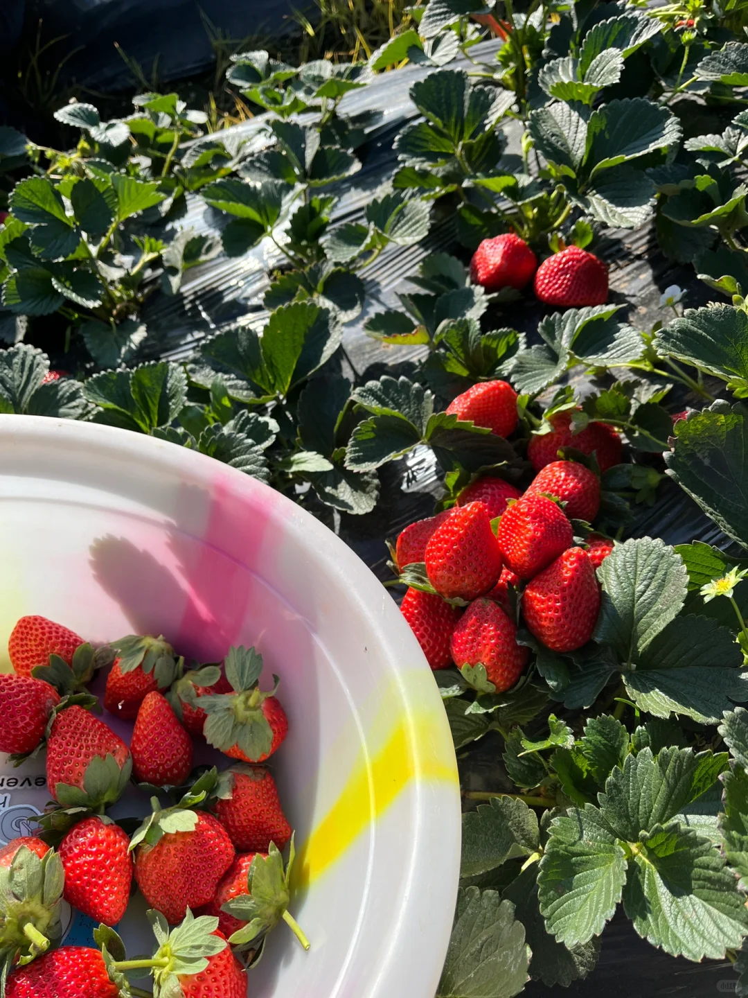 露天草莓🍓🍓新鲜美味，主打一个健康