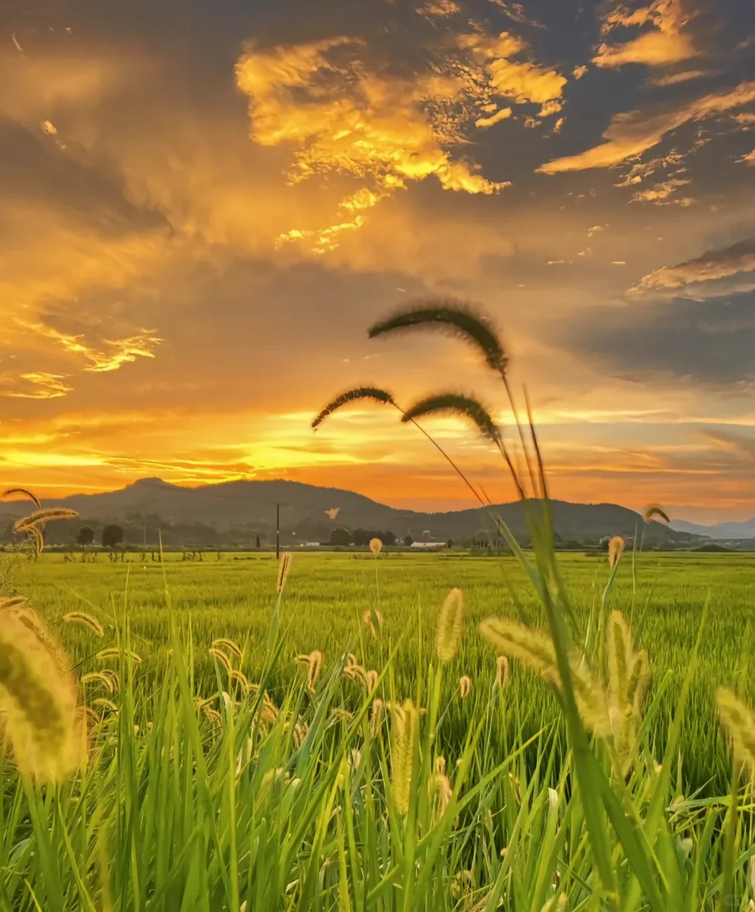读“一号文件”,悟“三农”之重