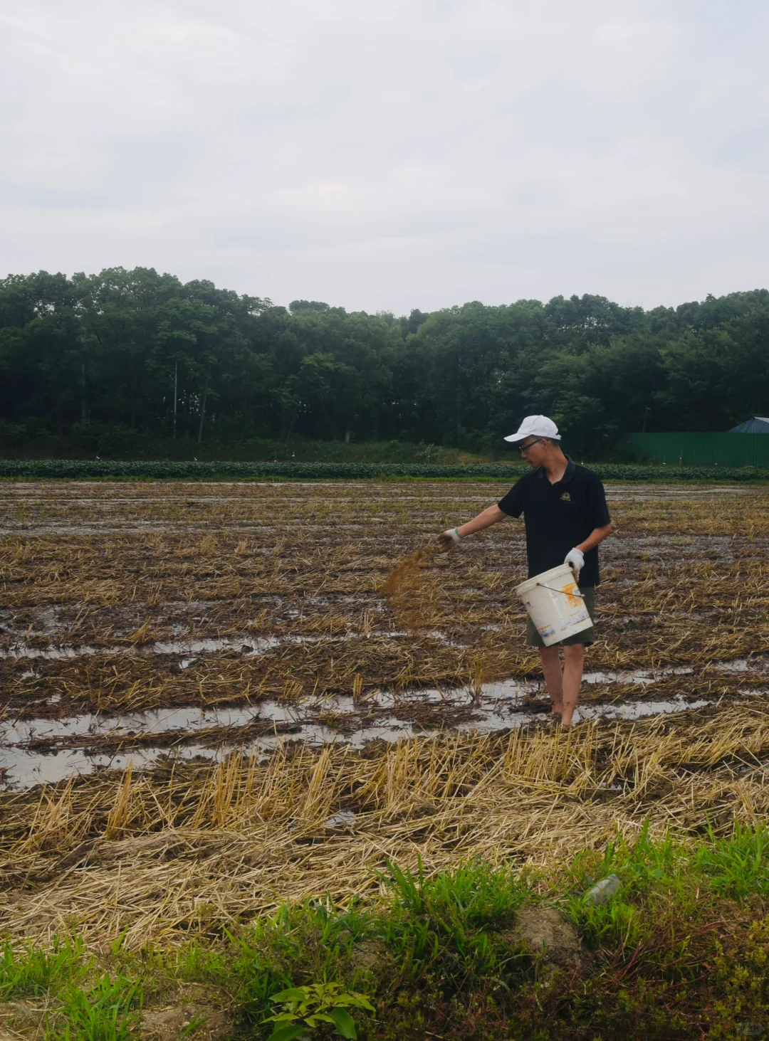 生态农场的机械困境：抢不过大户｜稻蚕共生