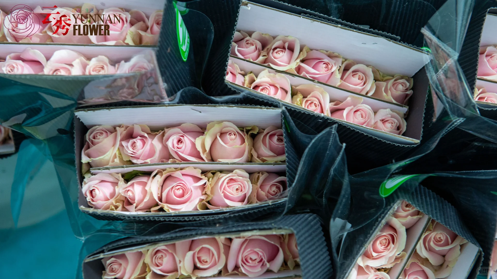 设施农业下盛开的云南鲜花-采后加工篇