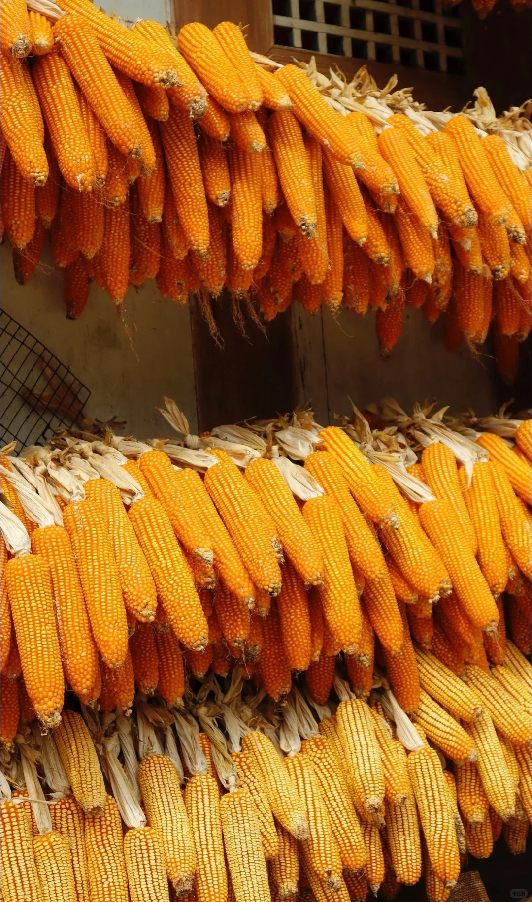 “ 不负秋光，好运满仓 … ” 丨...