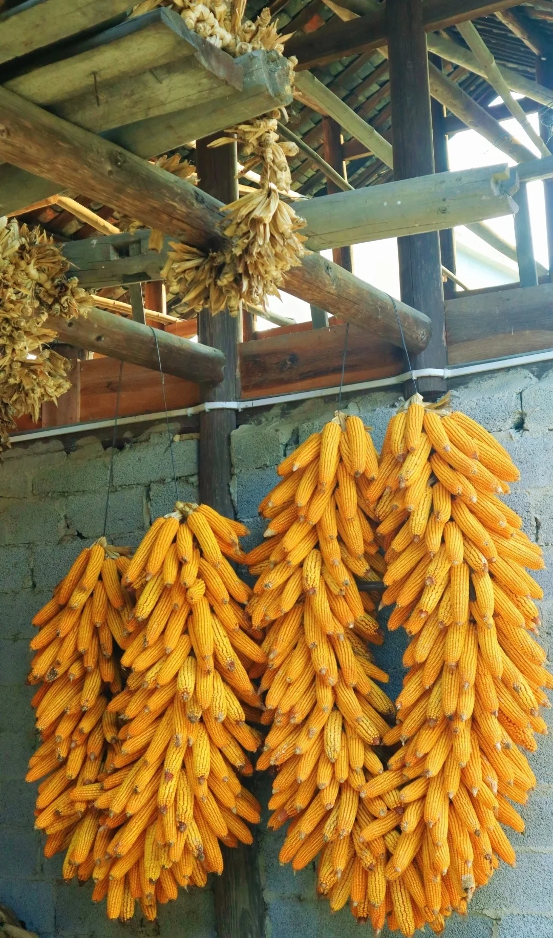 “ 不负秋光，好运满仓 … ” 丨...