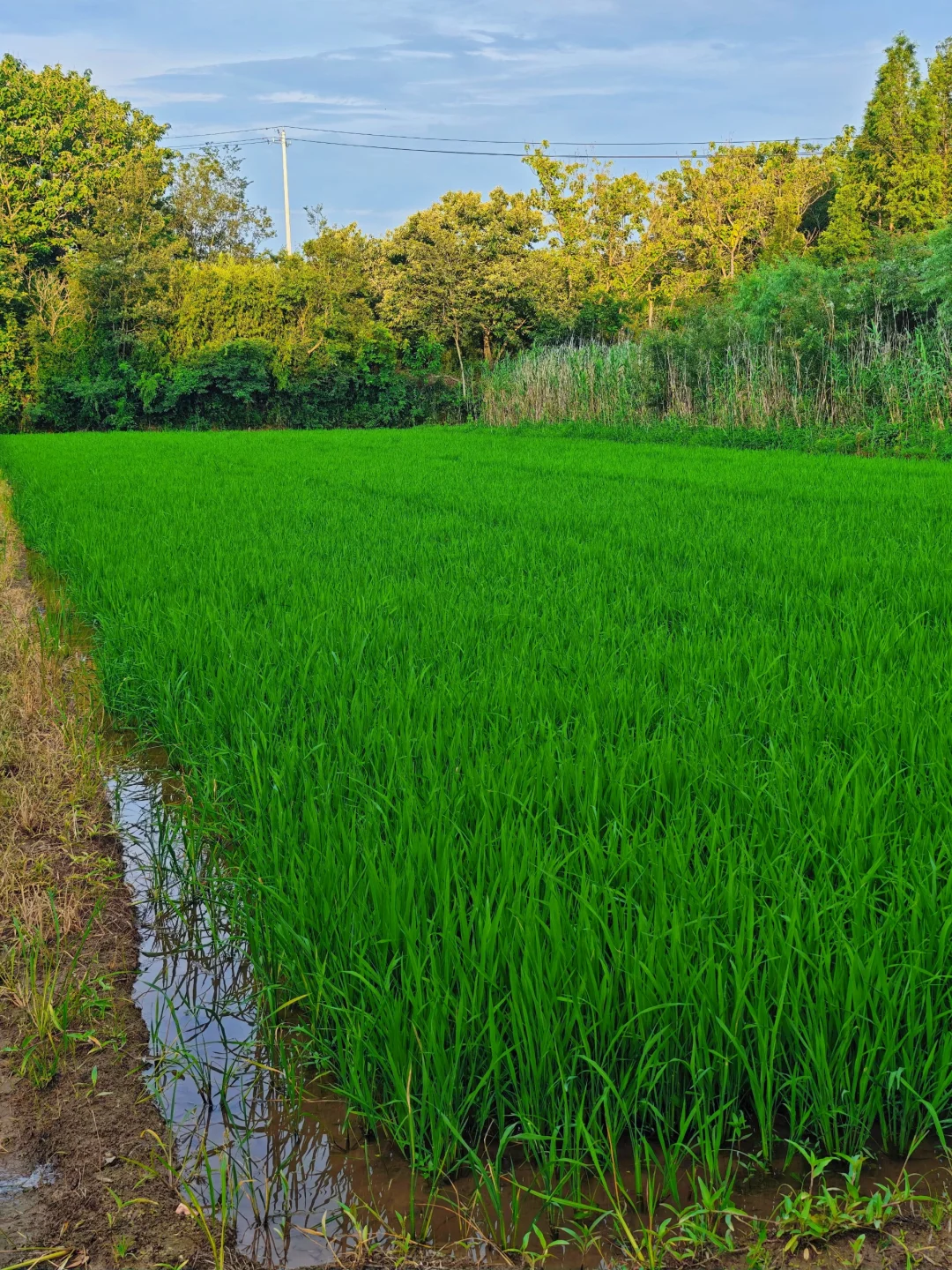 山居:七月的田野，远山、晨光、作物