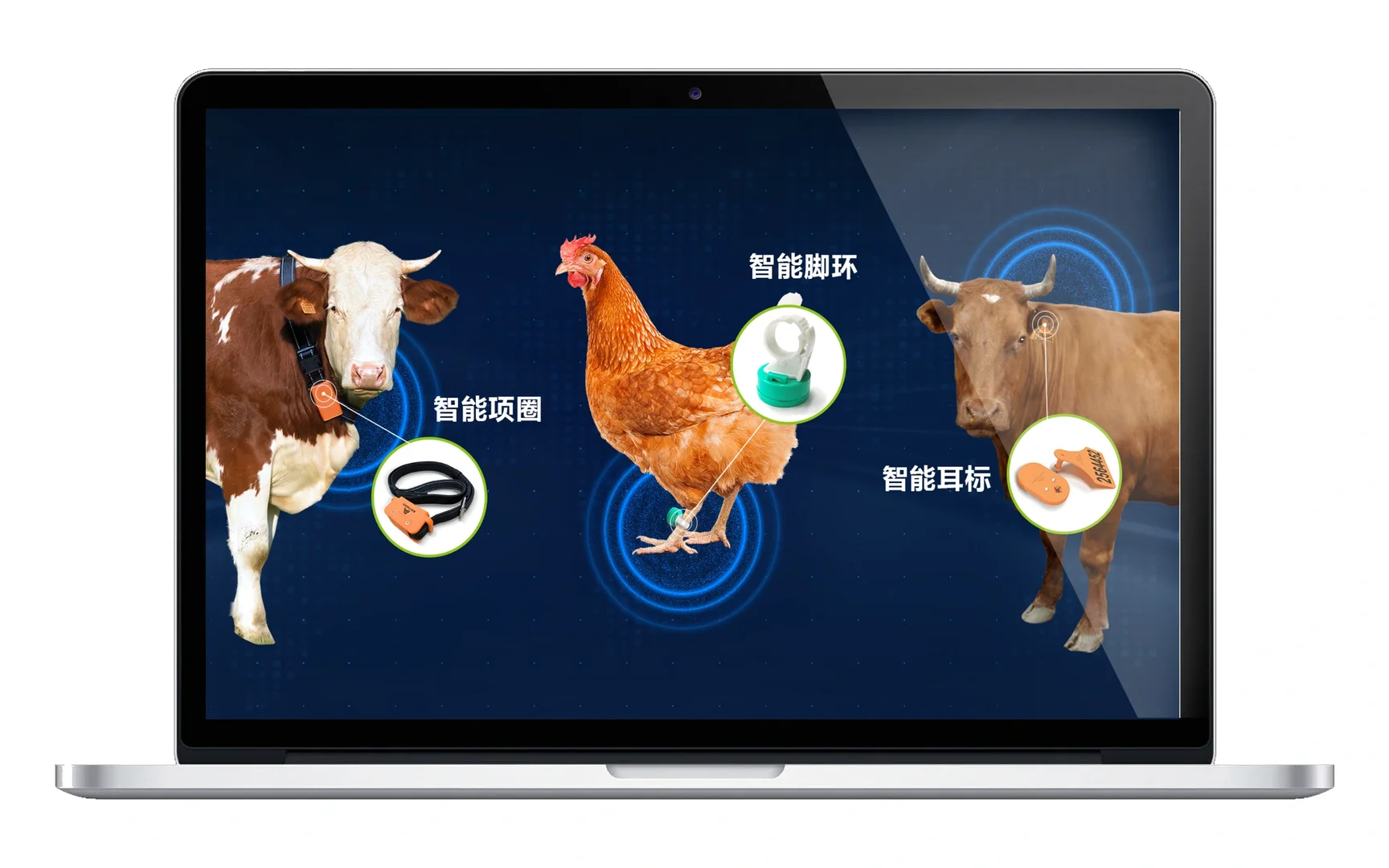 走进现代化养殖：科技改变畜牧业！