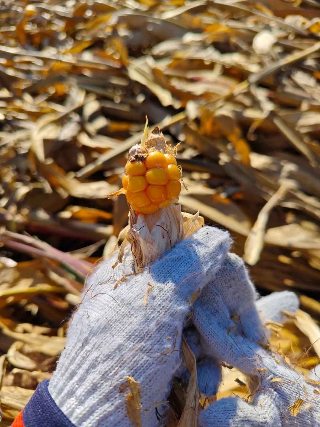 从掰苞米中学习到
