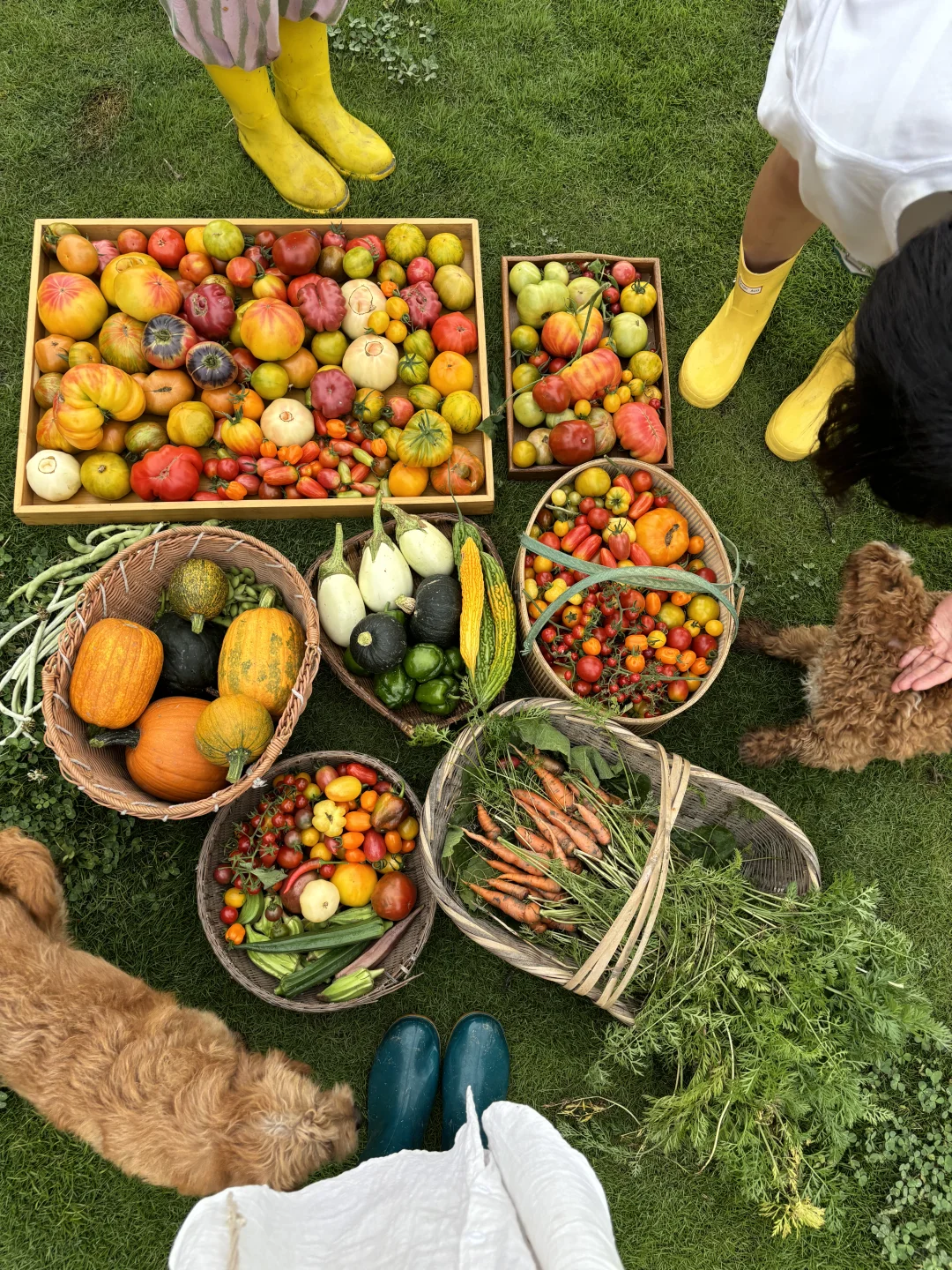 拥有农场主好朋友，提前10年过上梦想的生活